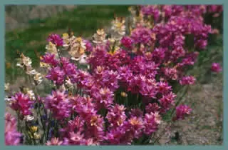 Ixia cv’ Rose Emperor’