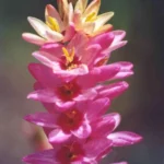 Ixia cv’ Rose Emperor’ — Ixia
