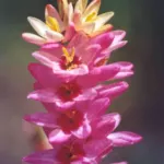 Ixia cv’ Rose Emperor’ — Ixia