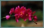 Ixia cv’ Rose Emperor’ — Rose Emperor