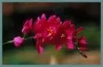 Ixia cv’ Rose Emperor’ — Rose Emperor
