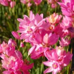 Ixia cv’ Rose Emperor’ — photo 4