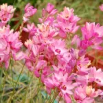 Ixia cv’ Rose Emperor’ — photo 6