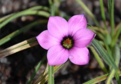 Romulea tetragona