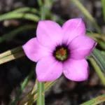 Romulea tetragona
