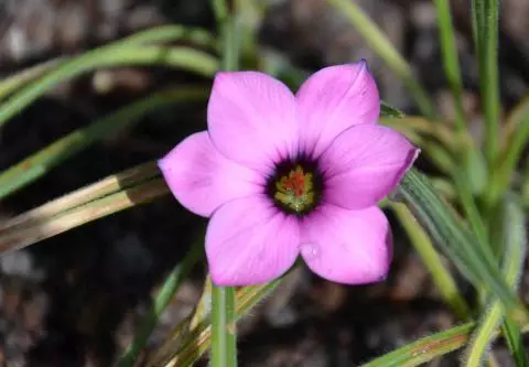Romulea tetragona