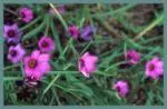 Romulea tetragona — romulea