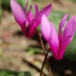 Cyclamen repandum