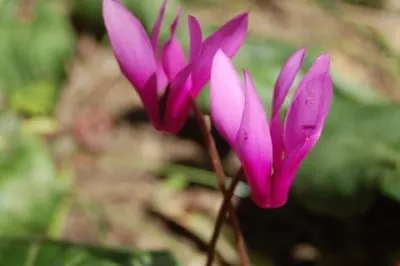 Cyclamen repandum