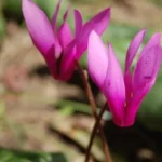 Cyclamen repandum