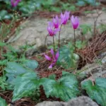 Cyclamen repandum — photo 2