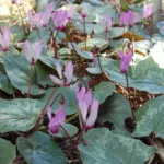 Cyclamen repandum — photo 3
