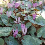 Cyclamen repandum — photo 3