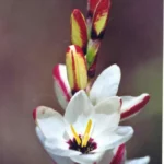Ixia &lsquo;Spotlight&rsquo;