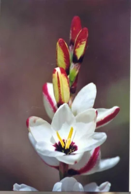 Ixia ‘Spotlight’