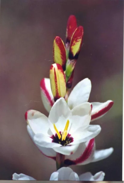Ixia &lsquo;Spotlight&rsquo;