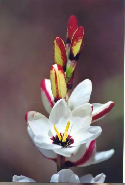 Ixia &lsquo;Spotlight&rsquo;