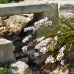 Ixia &lsquo;Spotlight&rsquo; — Ixia