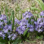 Hyacinthoides reverchonii