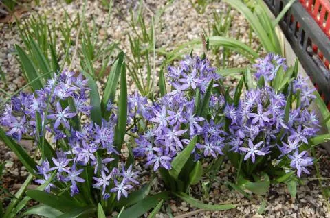 Hyacinthoides reverchonii