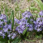 Hyacinthoides reverchonii