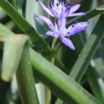 Hyacinthoides reverchonii — photo 2