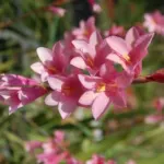 Watsonia laccata ‘Rose’