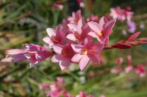 Watsonia laccata &lsquo;Rose&rsquo;