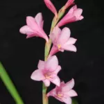 Watsonia laccata ‘Rose’ — watsonia