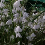 Acis (ex Leucojum) autumnalis