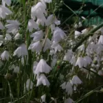Acis (ex Leucojum) autumnalis