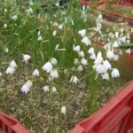 Acis (ex Leucojum) autumnalis — pulchellum