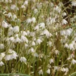 Acis (ex Leucojum) autumnalis — Leucojum