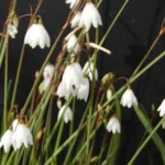 Acis (ex Leucojum) autumnalis — autumnale