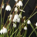 Acis (ex Leucojum) autumnalis — autumnale