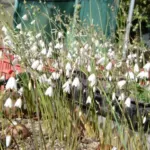 Acis (ex Leucojum) autumnalis — Acis