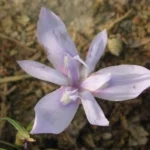 Moraea fugax bleu