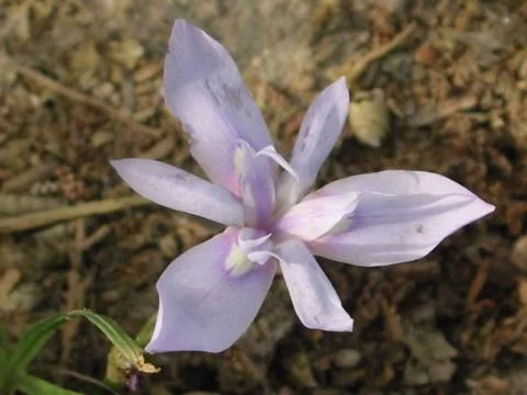 Moraea fugax bleu