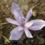 Moraea fugax bleu