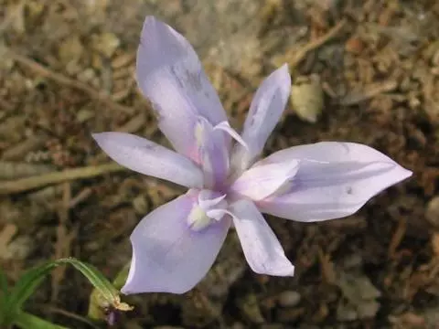 Moraea fugax bleu
