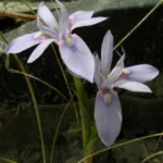 Moraea fugax bleu — Moraea
