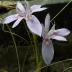 Moraea fugax bleu — Moraea