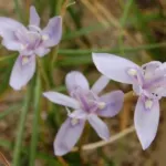 Moraea fugax bleu — fugax