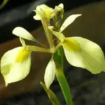 Moraea thomasiae