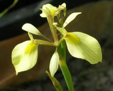 Moraea thomasiae