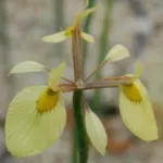 Moraea thomasiae — Moraea