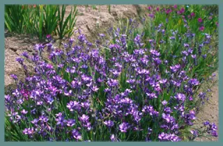 Babiana stricta