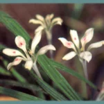 Babiana tubulosa var tubulosa