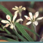 Babiana tubulosa var tubulosa