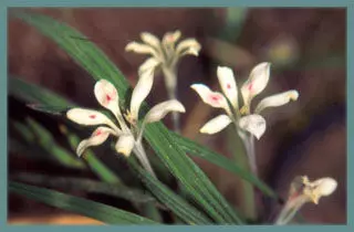 Babiana tubulosa var tubulosa